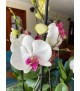 Orquídea phalaenopsis 2 varas