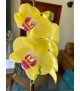 Orquídea phalaenopsis 1 vara