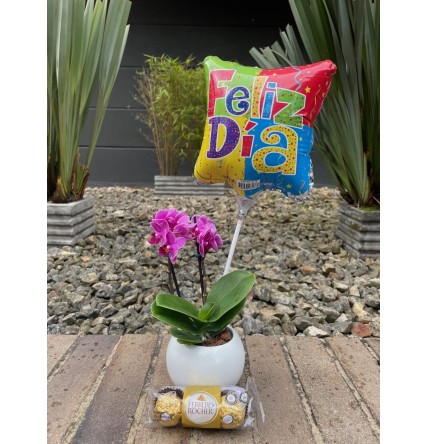 Combo 4 Mini orquídea